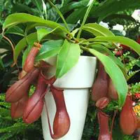 Une solution pratique pour l’extérieur：Plante carnivore Nepenthes vert. La suspension Ø 14 cm