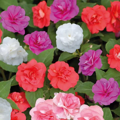 Au service de vos extérieurs：Impatiens double - La barquette de 4 plants