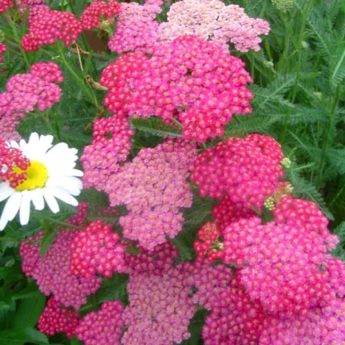 Simple dehors：Achillea Millefolium Tutti Frutti Pink Grapefruit , le pot de 4 litres