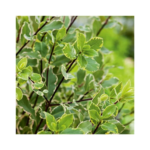 Confort jardin：Pittosporum tenuifolium elisabeth en pot de 5 litres