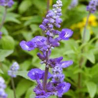 Pour transformer votre jardin:Sauge Farineuse bleue - La coupe de 25 cm