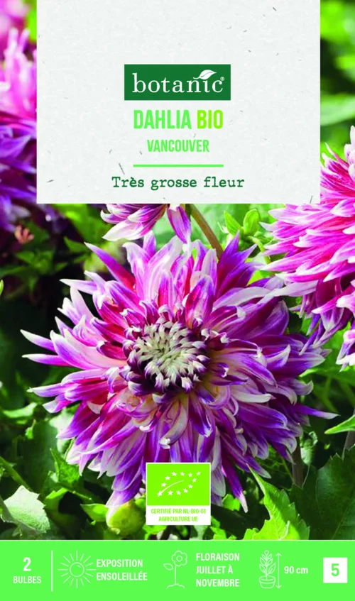 Pour valoriser votre jardin：Bulbes de fleurs Dahlia décoratif Vancouver bio botanic® - 2 bulbes