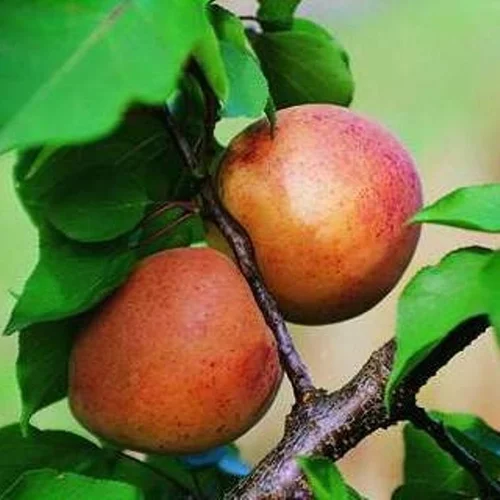 Pour vivre le jardin autrement:Abricotier Luizet. Le pot de 12 litres forme 1/2 tige