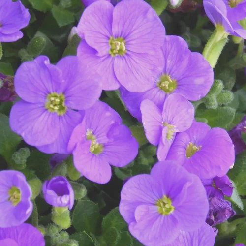 Extérieur durable：Aubrietia Variee. Le pot de 2 litres