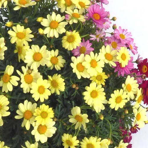 Choix au jardin:Anthémis ou Camomille des teinturiers à fleurs multicolores. Le pot de 2,5 litres