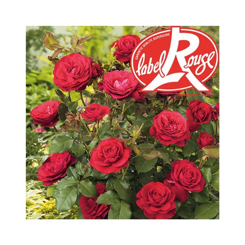 Qualité au jardin：Rosier Mona Lisa® Label Rouge en pot de 5L
