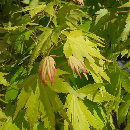 Un choix pratique pour l’extérieur:Érable du Japon Ueno Yama jaune. Le pot de 5 litres