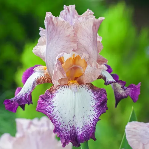 Pour organiser vos extérieurs:Iris des jardins Change of Pace - Le pot de 2 litres