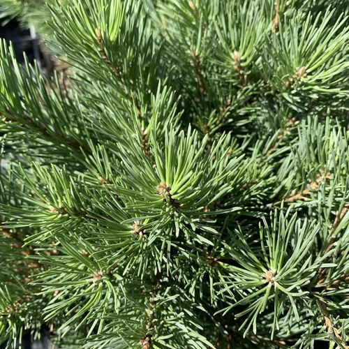 Une idée pour le jardin：Pin sylvestre nain Watereri. Le pot de 20 litres, forme ¼ tige