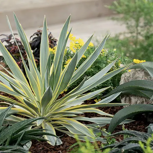 Jardin fonctionnel：Yucca Panaché 'Citrus Twist' - Le pot de 4 litres