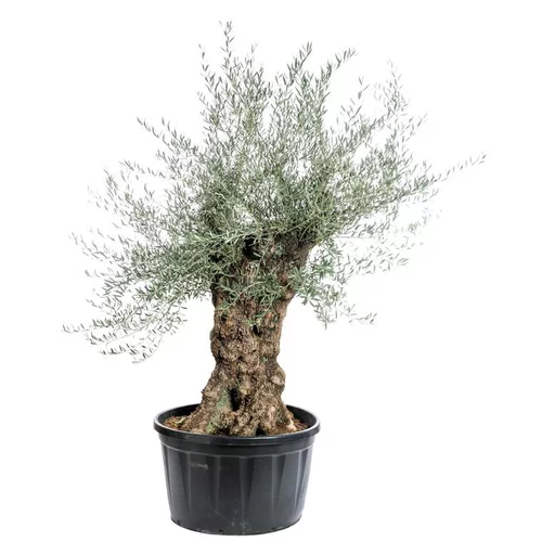 Espace vert sélection:Olea ou Olivier vieux tronc 100/140 cm en pot de 285 L