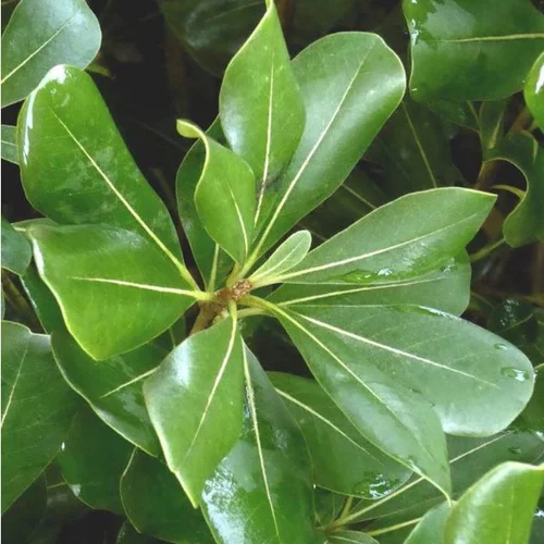 Adapté au jardin：Pittosporum Tobira. Le pot de 15 litres