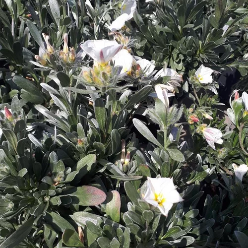 Pour votre espace vert：Convolvulus Mauritanicus ou Liseron de Mauritanie bleu en pot de 4 L